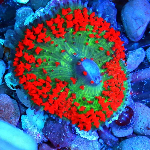 3 SAINT THOMAS RHODACTIS MUSHROOM CORAL - ONLY GET A FEW OF THESE A YEAR!