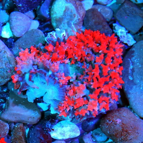 3 SAINT THOMAS RHODACTIS MUSHROOM CORAL - ONLY GET A FEW OF THESE A YEAR!