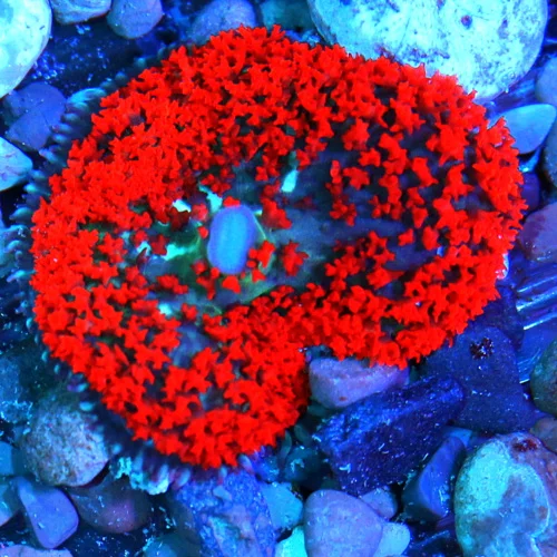 3 SAINT THOMAS RHODACTIS MUSHROOM CORAL - ONLY GET A FEW OF THESE A YEAR!