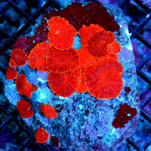 4.5x4.5 SUPER RED ULTRA DISCOSOMA-COLLECTOR ITEM ULTRA ULTRA RED DISCOSOMA MUSHROOM ROCK-INCREDIBLE!