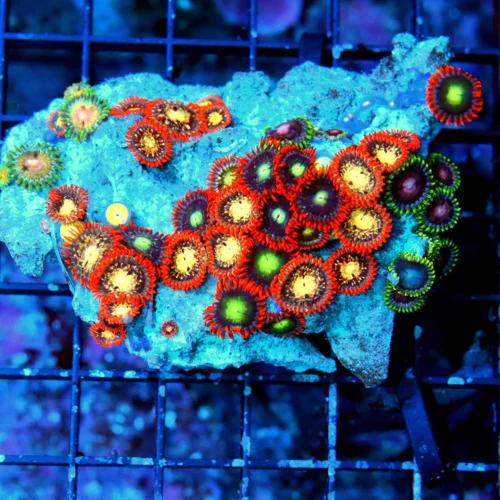 4.5X3.5 AUSSIE ZOANTHIDS-SHOWPIECE HANDPICKED BY SCOTT ULTRA ULTRA ZOANTHIDS-INCREDIBLE COLOR