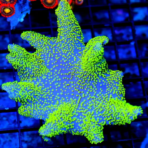 5X5 XL LEATHER-ULTRA COLORED NEON GREEN AND PURPLE AUSSIE CROWN LEATHER-COLOR IS OUTSTANDING!