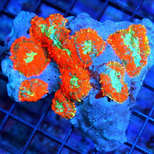 4.5X4 RHODACTIS MUSHROOM-TOTALLY INSANE COLORED ULTRA ULTRA GRADE RHODACTIS MUSHR0OM