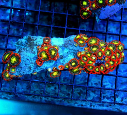 5 AUSSIE ZOANTHIDS-SHOWPIECE HANDPICKED BY SCOTT ULTRA ULTRA ZOANTHIDS-INCREDIBLE COLOR