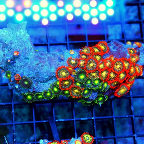 6.5 AUSSIE ZOANTHIDS-SHOWPIECE HANDPICKED BY SCOTT ULTRA ULTRA ZOANTHIDS-INCREDIBLE COLOR