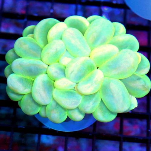 4.5X4 LARGE BUBBLE-VERY VEYR PRETTY LIME GREEN AND YELLOW ULTRA COLORED INDO BUBBLE-VERY VERY NICE!