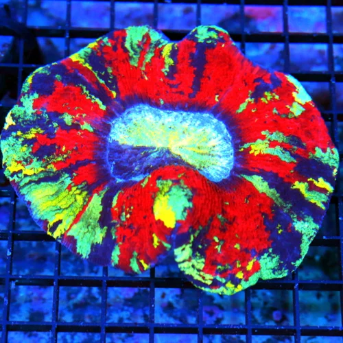 5.5X5 XL HANDPICKED BY SCOTT-SUPER RAINBOW MINDBLOWER WELLSOPHYLLIA-HANDPICKED SHOWPIECE