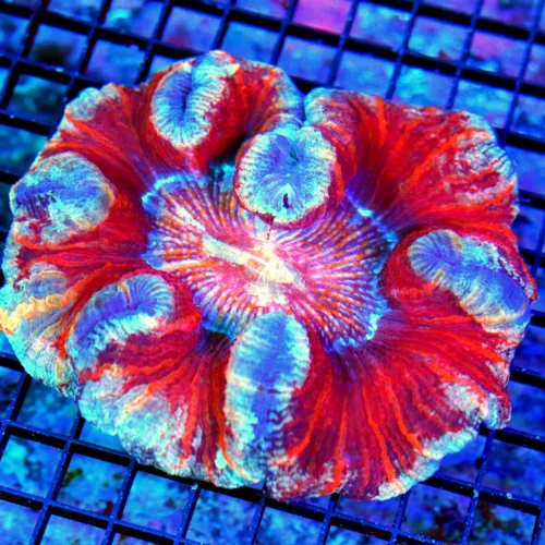 6X5.5 XL HANDPICKED BY SCOTT-SUPER RAINBOW MINDBLOWER WELLSOPHYLLIA-HANDPICKED SHOWPIECE