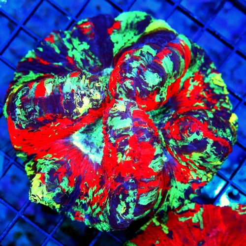 5.5X5.5 XL HANDPICKED BY SCOTT-SUPER RAINBOW MINDBLOWER WELLSOPHYLLIA-HANDPICKED SHOWPIECE