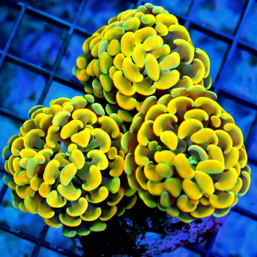 5.4.5 BRANCHING ORANGE HAMMER-VERY VERY BRIGHT MULTICOLORED ORANGEINDO BRANCHING HAMMER-SUPERIOR COL