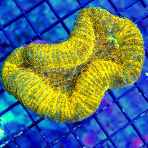 5X3.5 LOBOPHYLLIA-VERY VERY RARE ORANGE-YELLOW INDO LOBOPHYLLIA-DONT SEE THESE OFTERN-AWESOME SPECIM