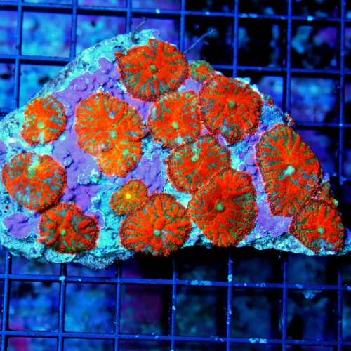 5X3.5 RHODACTIS MUSHROOM-FULLY COVERED NEON MULTICOLORED ORANGE AWESOME RHODACTIS MUSHROOM COLONY