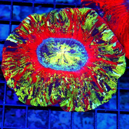 4.5X4.5 XL HANDPICKED BY SCOTT-SUPER RAINBOW MINDBLOWER WELLSOPHYLLIA-HANDPICKED SHOWPIECE