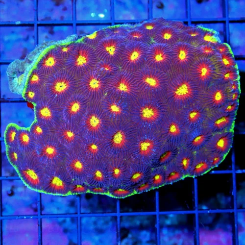 5x4.5 ULTRA FAVIA-HANDPICKED BY SCOTT-THESE ARE ULTRA ULTRA SHOWPIECE FAVIA