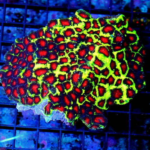 5x4.5 ULTRA FAVIA-HANDPICKED BY SCOTT-THESE ARE ULTRA ULTRA SHOWPIECE FAVIA