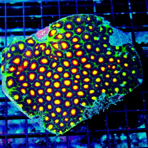 5.5X5 ULTRA FAVIA-HANDPICKED BY SCOTT-THESE ARE ULTRA ULTRA SHOWPIECE FAVIA