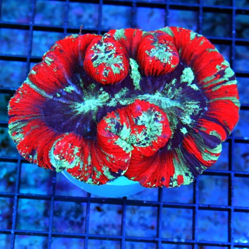 5X4.5 XL HANDPICKED BY SCOTT-SUPER RAINBOW MINDBLOWER WELLSOPHYLLIA-HANDPICKED SHOWPIECE