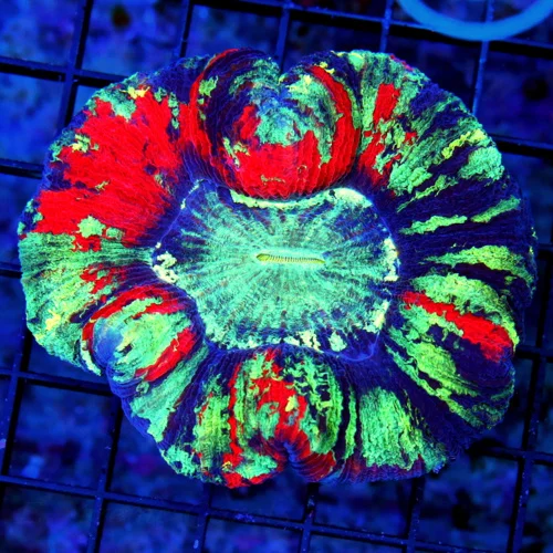 4.5X4 XL HANDPICKED BY SCOTT-SUPER RAINBOW MINDBLOWER WELLSOPHYLLIA-HANDPICKED SHOWPIECE