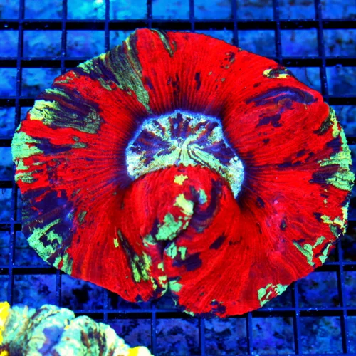 5.5X5 XL HANDPICKED BY SCOTT-SUPER RAINBOW MINDBLOWER WELLSOPHYLLIA-HANDPICKED SHOWPIECE