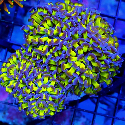 6X6 BARNCHING HAMMER-SCREAMING NEONPURPLE AND GREEN ULTRA COLORED BRANCHING HAMMER-AWESOME COLOR!!