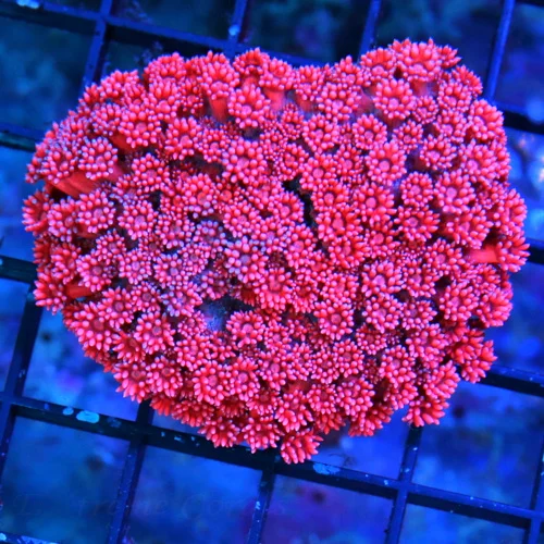 3.5 GONIOPORA-BEAUTIFUL INDO NEON FIRECRACKER RED ULTRA COLORED GONIOPORA