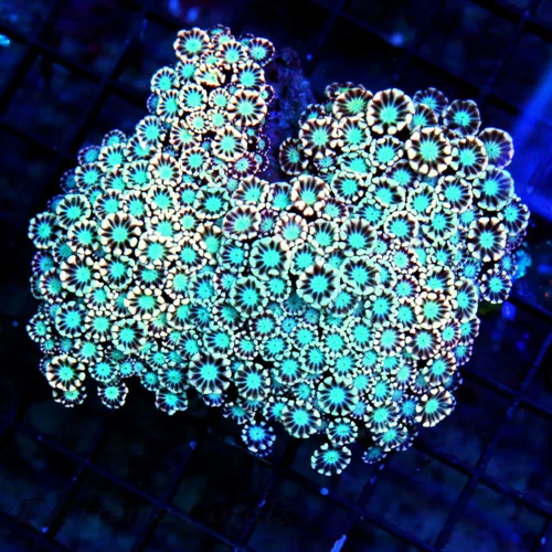 4.5X4 GONIOPORA-PINK POLYPED SEAFOAM BLUE GREEN ULTRA COLORED ALIEN EYED GONIPORA
