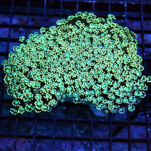 6X5 XXL GONIOPORA-ORANGE POLYPED GREEN ALIEN EYED ULTRA COLORED XXL GONIOPORA