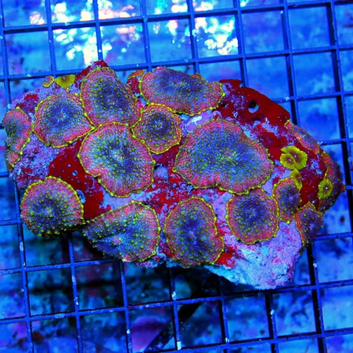 5X5 DISCOSOMA MUSHROOM-COLLECTORS ITEM "LOLIPOP mUSHROOMS" THESE SELL FOR $50 A POLYP STEAL FOR THIS