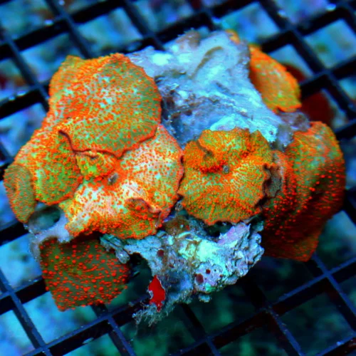 4.5X4.5 XL DISCOSOMA MUSHROOM- "INTERSTELLAR MUSHROOM" THESE SELL FOR UP TO $50 EACH ABSOLUTE STEAL 