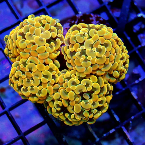 5X4 BRANCHING ORANGE HAMMER-VERY VERY BRIGHT MULTICOLORED ORANGEINDO BRANCHING HAMMER-SUPERIOR COL