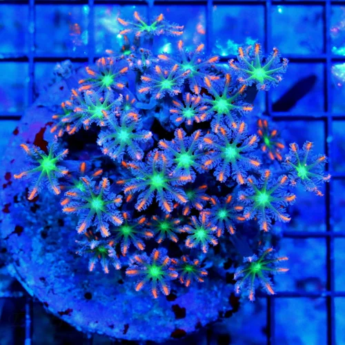 4X4 CLOVE POLYP-AWESOME VERY VERY HARD TO GET FIRECRACKER ORANGE STRIPED CLOVE POLYPS