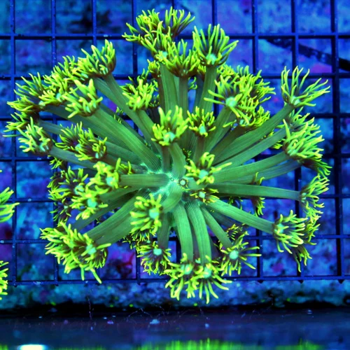 5X5 GONIOPORA CORAL-SUPER LONG TENTACLED LEMON LIME GREEN BLUE JEWELED EYED GONIOPORA CORAL