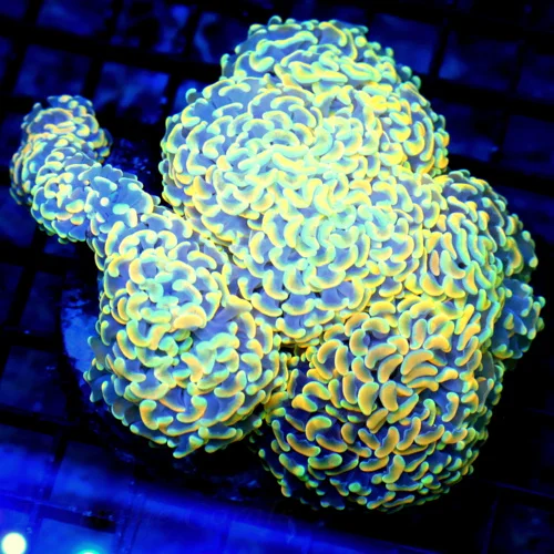 6X5.5 BRANCHING HAMMER-SCOTT'S PICK OF THE MONTH-ONE OF A KIND ULTRA ULTRA COLORED BRANCHING HAMMER-