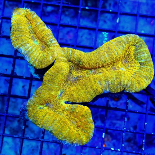6X5.5 XL LOBOPHYLLIA OUTSTANDING VERY VERY HARD TO GET PALE ORANGE-YELLOWISH CARPET LOBOPHYLLIA-AWES