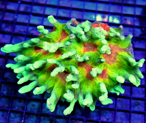 6.5X5 XL PECTINIA-ONE OF THE VRY NICEST SPACE INVADER PECTINIA'S I HAVE SEEN IN YEARS-COLOR IS OUTST