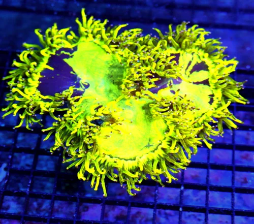 8X7 XXL ELEGANCE-OUT OF THIS SOLAR SYSTEM COLOR!!! WICKED ULTRA COLORED HANDPICKED ELEGANCE