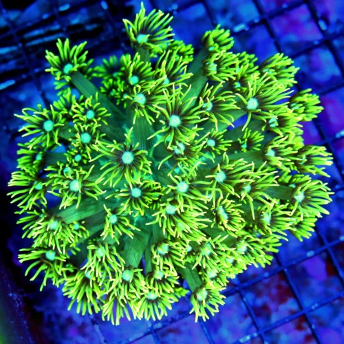 5X5 GONIOPORA CORAL-SUPER LONG TENTACLED LEMON LIME GREEN BLUE JEWELED EYED GONIOPORA CORAL
