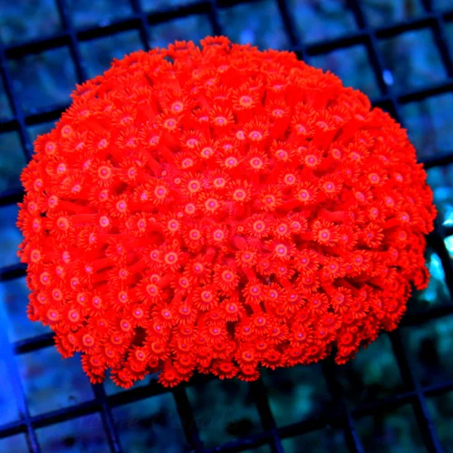 5X5 XXL GONIOPORA-GLOWING FIREENGINE RED ULTIMATE XXL VERY VERY HARD TO GET RED ULTRA GONIOPORA
