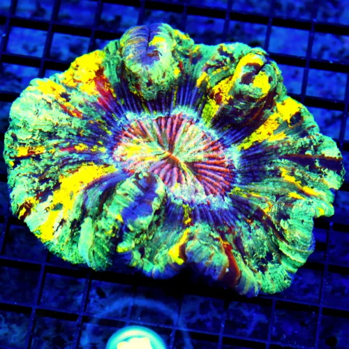 5.5X5 WELLOSPHYLLIA-HANDPICKED BY SCOTT MULTICOLORED RAINBOW ULTRA GRADE EPIC COLORED WELLSOPHYLLIA