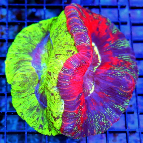5.5X5.5 WELLSOPHYLLIA-COLLECTORS ITEM DOUBLE HEADED COMBO ULTRA GRADE WELLSOPHYLLIA-2 CORALS FOR PRI