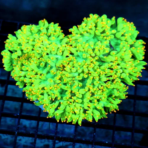 7X6 ELEGANCE-ONE OF THE VERY FINEST ELEGANCE YOU WILL EVER SEE-GLOWS FROM ACROSS THE ROOM!!!