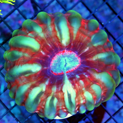 5X5 ULTRA COLLECTORS CYNARINA-HANDPICKED BY SCOTT-ABSOLUTE BOOK QUALITY COLOR COLLECTORS ITEM