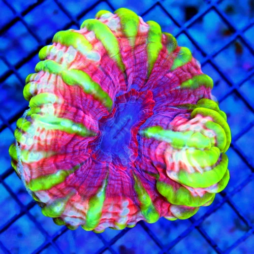 5X4.5 ULTRA COLLECTORS CYNARINA-HANDPICKED BY SCOTT-ABSOLUTE BOOK QUALITY COLOR COLLECTORS ITEM