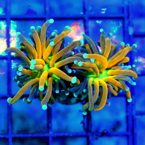 ULTRA COLLECTORS ITEM TORCH-DOUBLE HEADED "ULTRA TIGER" tORCH THIS IS A STEAL FOR $300!!!!!