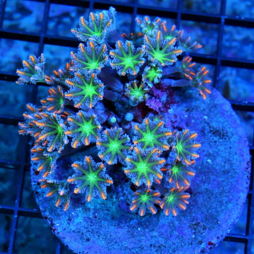 4X4 CLOVE POLYP-AWESOME VERY VERY HARD TO GET FIRECRACKER ORANGE STRIPED CLOVE POLYPS