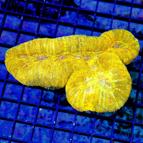 6X4 XL LOBOPHYLLIA-INCREDIBLE COLOR =-VERY VERY HARD TO GET LIGHT ORANGE CARPET LOBOPHYLLIA-INSANE C