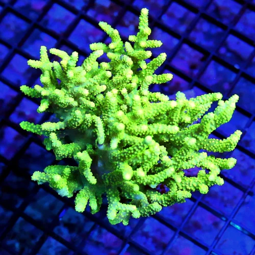 6X5 XL SINULARIA LEATHER - ULTRA COLORED LEMON LIME YELLOW SINULARIA LEATHER CORAL