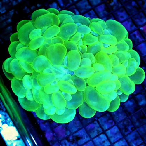 6X5.5 GIANT XXL BUBBLE-SUPER NEON NEON GREEN XXL CENTERPIECE BUBBLE CORAL-INCREDIBLE