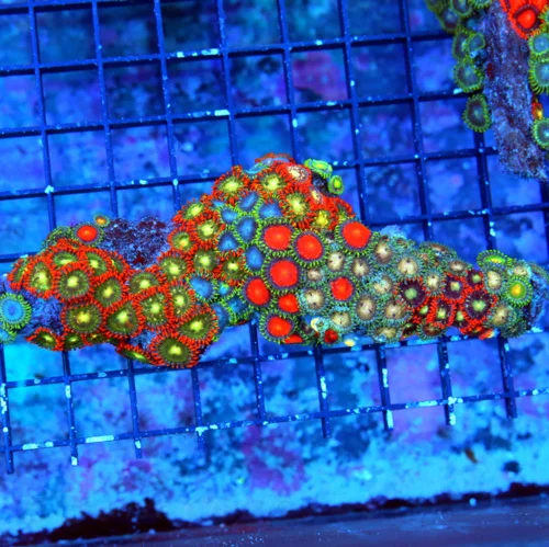 6X2  AUSSIE ZOANTHIDS-SHOWPIECE HANDPICKED BY SCOTT ULTRA ULTRA ZOANTHIDS-INCREDIBLE COLOR