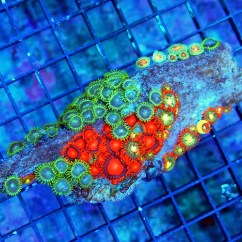 6X2  AUSSIE ZOANTHIDS-SHOWPIECE HANDPICKED BY SCOTT ULTRA ULTRA ZOANTHIDS-INCREDIBLE COLOR